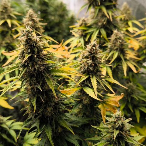 Northern Lights growlog timeline photo