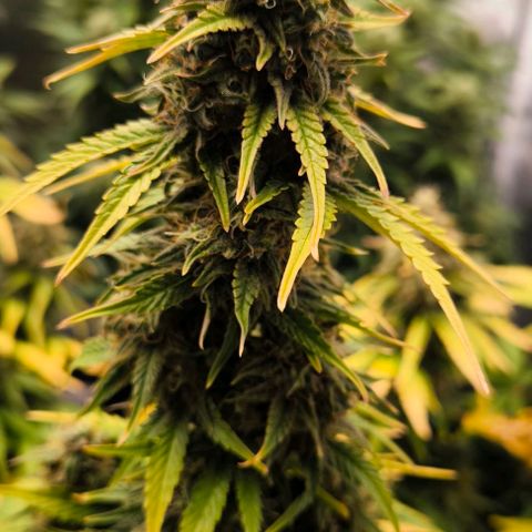 Northern Lights growlog timeline photo