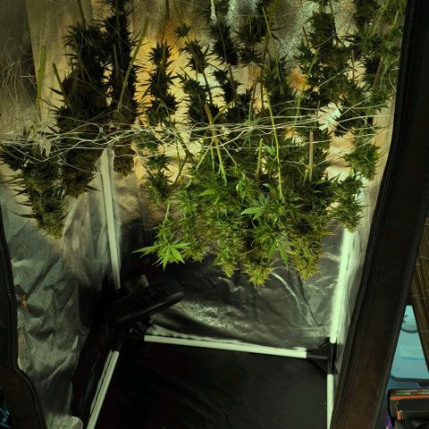 Northern Lights growlog timeline photo