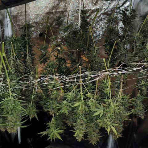 Northern Lights growlog timeline photo