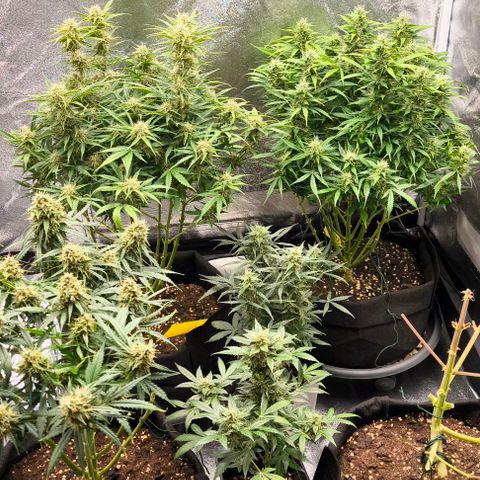 Northern Lights growlog timeline photo