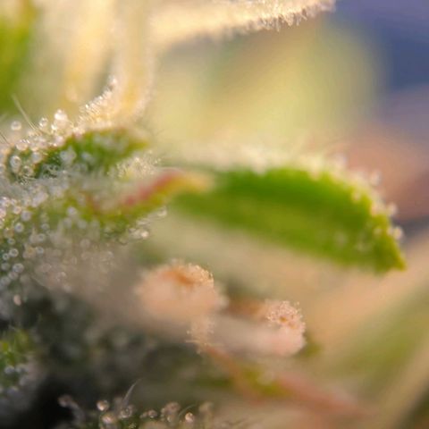 Northern Lights growlog timeline photo