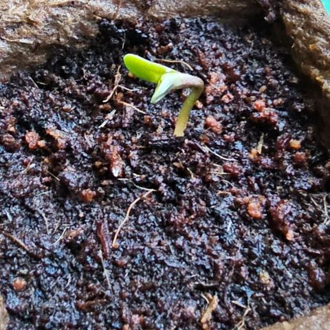 Runtz Auto growlog timeline photo