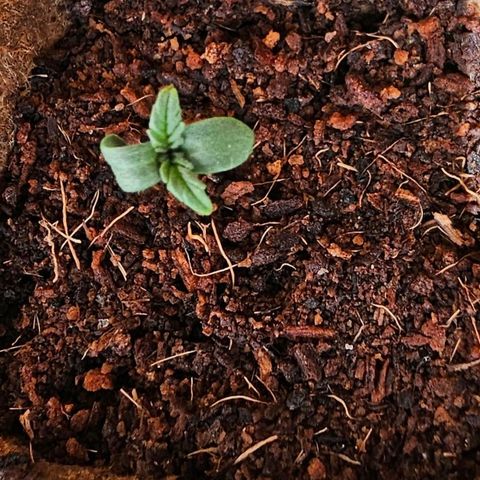 Runtz Auto growlog timeline photo