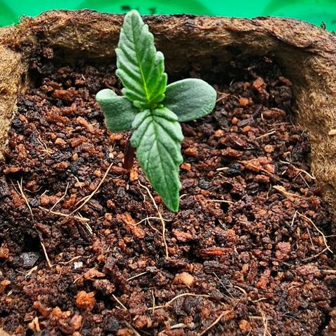 Runtz Auto growlog timeline photo