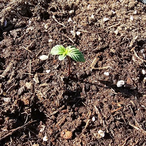 Runtz Auto growlog timeline photo