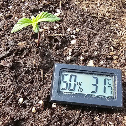 Runtz Auto growlog timeline photo