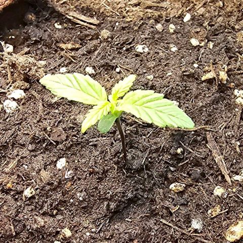 Runtz Auto growlog timeline photo
