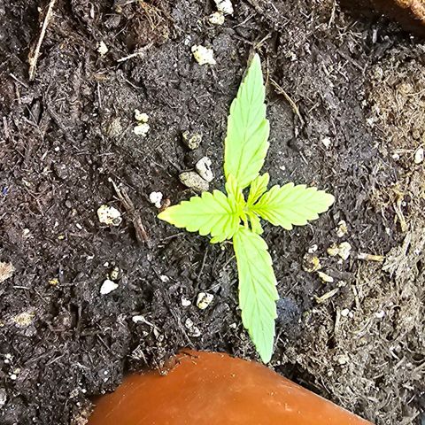 Runtz Auto growlog timeline photo