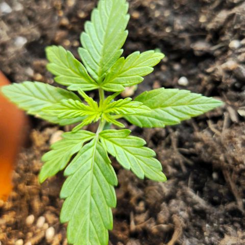 Runtz Auto growlog timeline photo