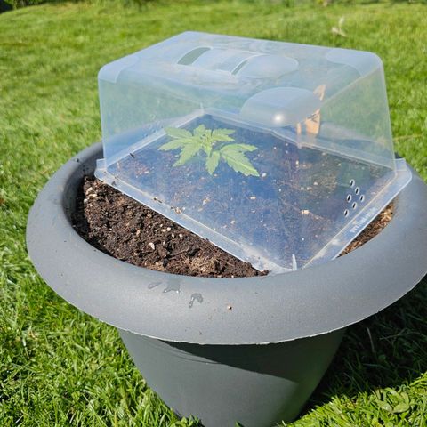 Runtz Auto growlog timeline photo