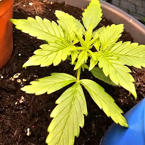 Runtz Auto growlog timeline photo
