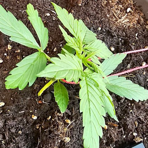 Runtz Auto growlog timeline photo