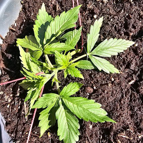 Runtz Auto growlog timeline photo