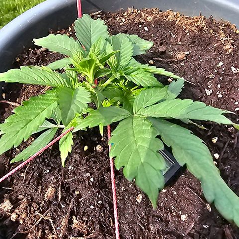 Runtz Auto growlog timeline photo