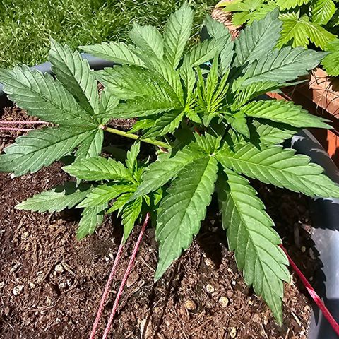Runtz Auto growlog timeline photo