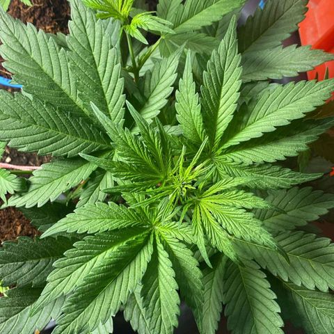 Runtz Auto growlog timeline photo