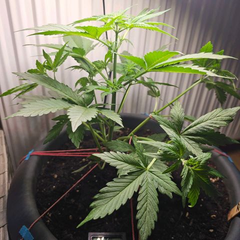 Runtz Auto growlog timeline photo
