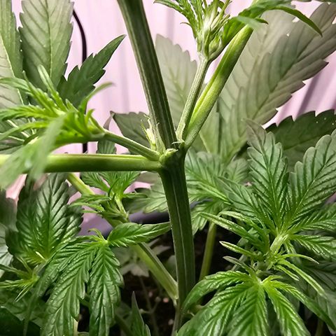 Runtz Auto growlog timeline photo