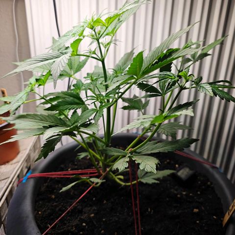 Runtz Auto growlog timeline photo