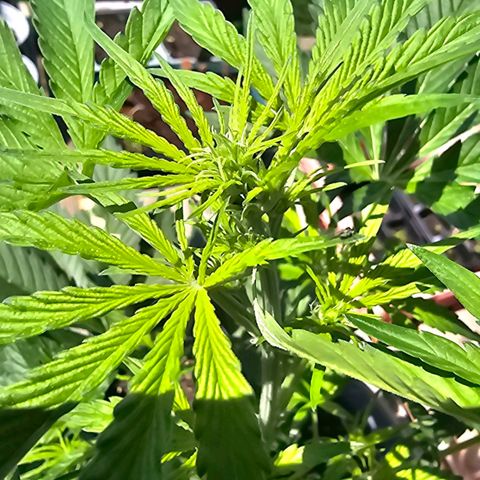 Runtz Auto growlog timeline photo
