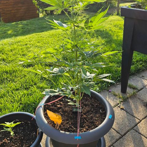 Runtz Auto growlog timeline photo