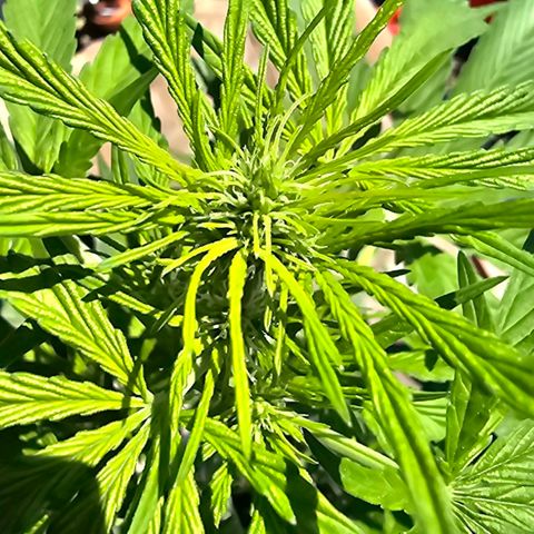 Runtz Auto growlog timeline photo