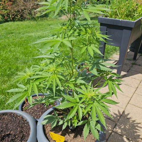 Runtz Auto growlog timeline photo