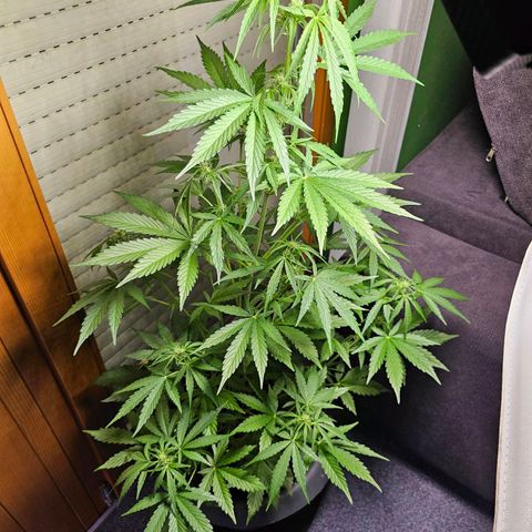 Runtz Auto growlog timeline photo
