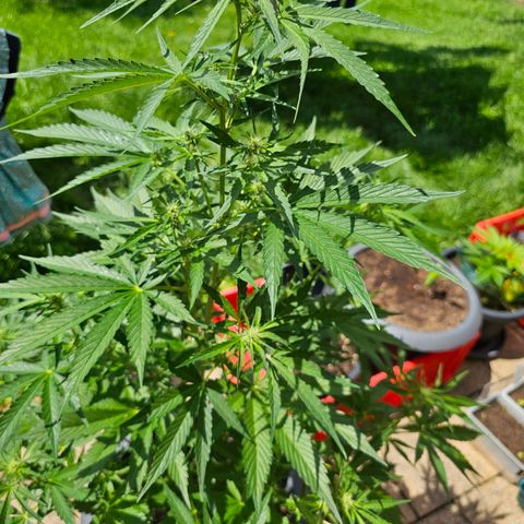 Runtz Auto growlog timeline photo