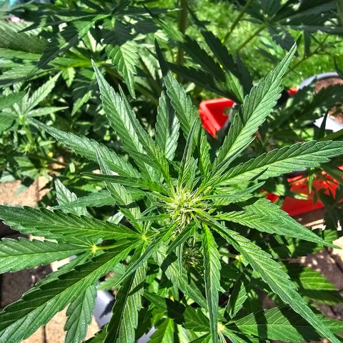 Runtz Auto growlog timeline photo