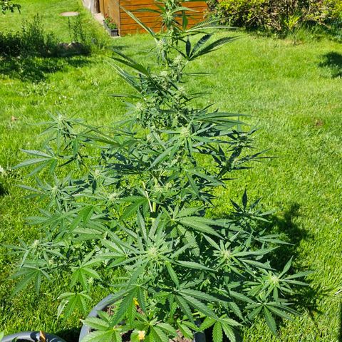 Runtz Auto growlog timeline photo