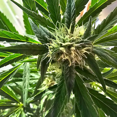 Runtz Auto growlog timeline photo