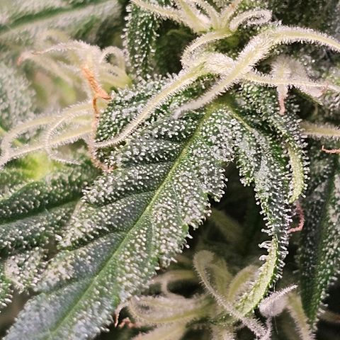 Runtz Auto growlog timeline photo