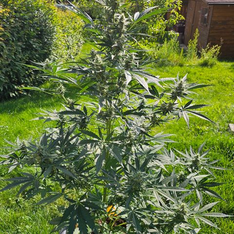 Runtz Auto growlog timeline photo