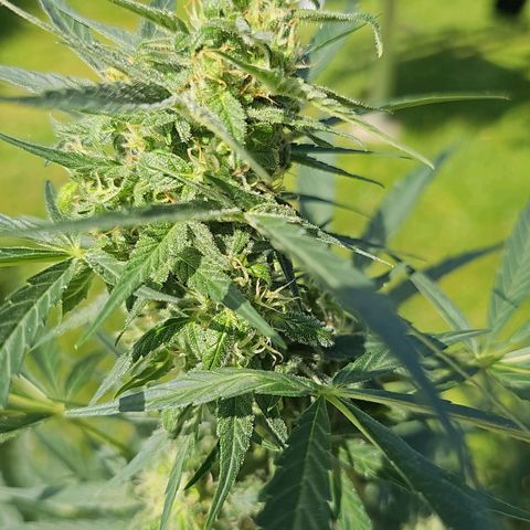Runtz Auto growlog timeline photo