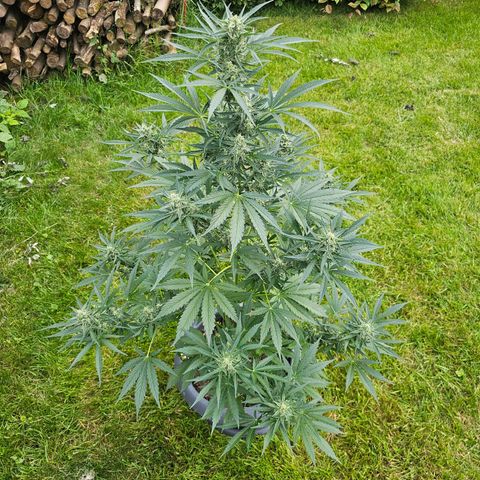 Runtz Auto growlog timeline photo