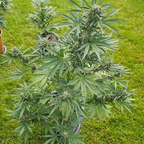 Runtz Auto growlog timeline photo