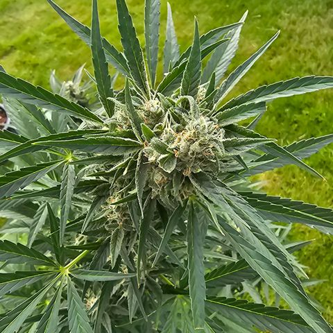 Runtz Auto growlog timeline photo