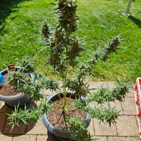 Runtz Auto growlog timeline photo