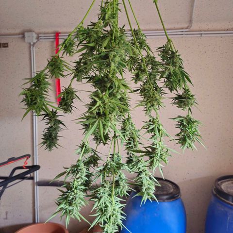 Runtz Auto growlog timeline photo