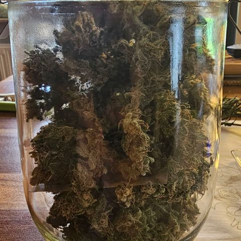 Runtz Auto growlog timeline photo