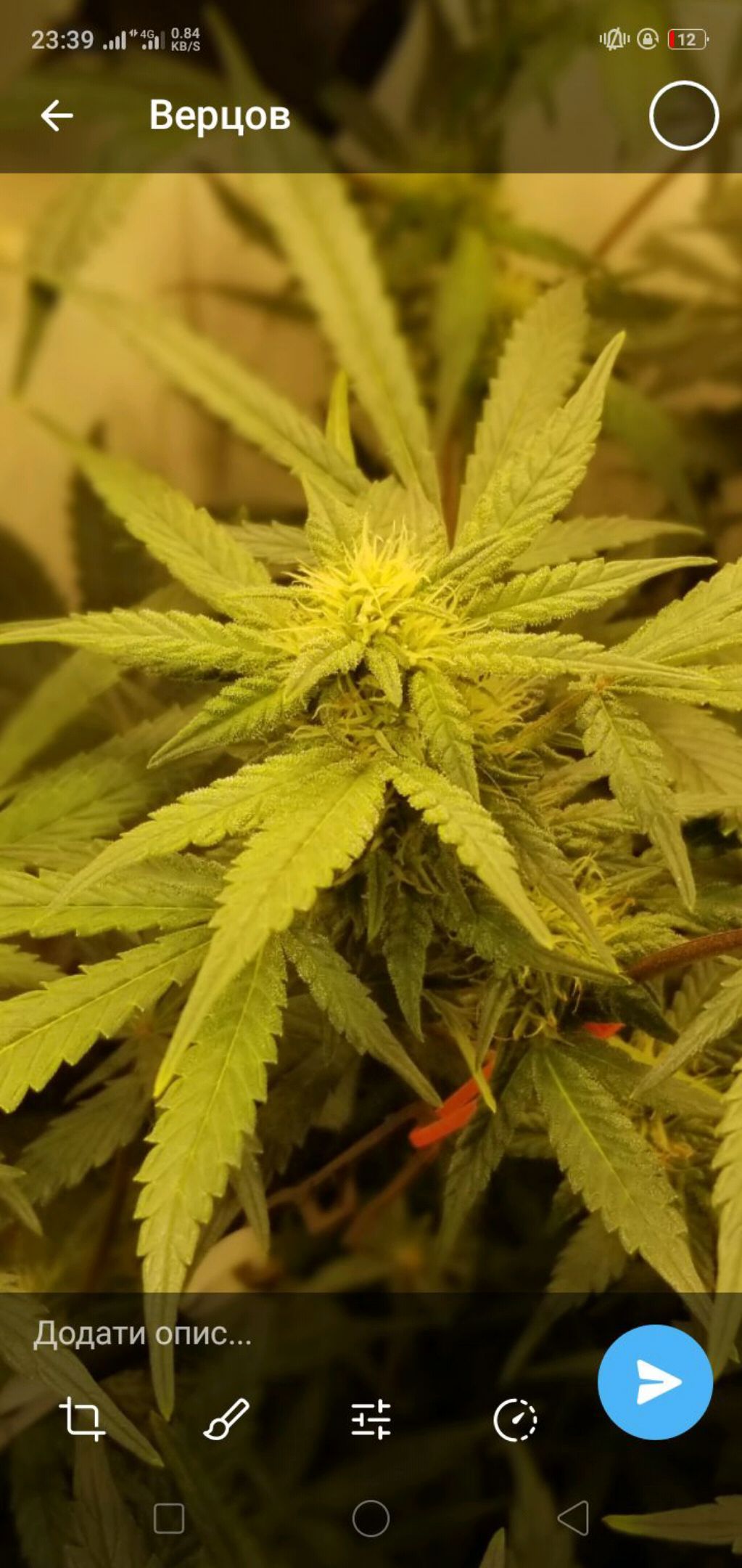 Bin Laden auto fem growlog header