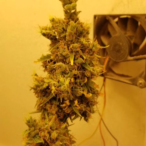 Auto Afghan Kush  growlog timeline photo