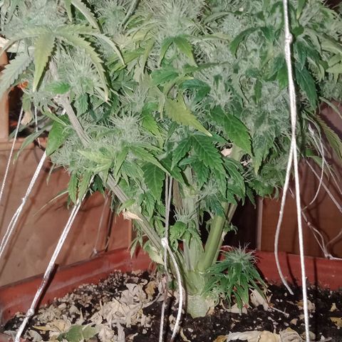 Auto Afghan Kush  growlog timeline photo