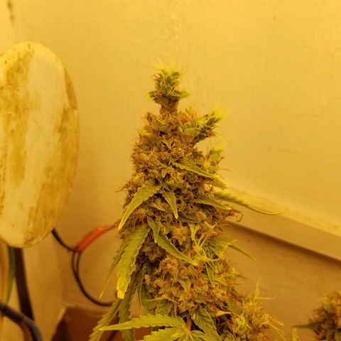 Auto Afghan Kush  growlog timeline photo