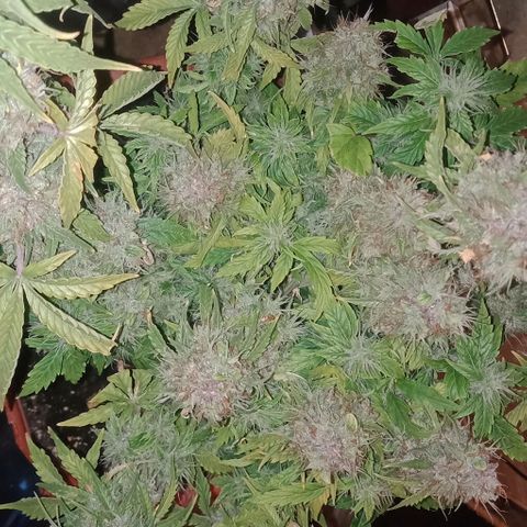 Auto Afghan Kush  growlog timeline photo