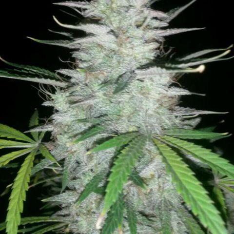 Auto Afghan Kush  growlog timeline photo