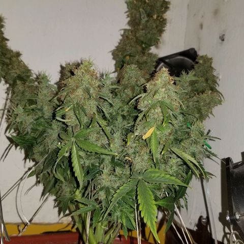 Auto Afghan Kush  growlog timeline photo