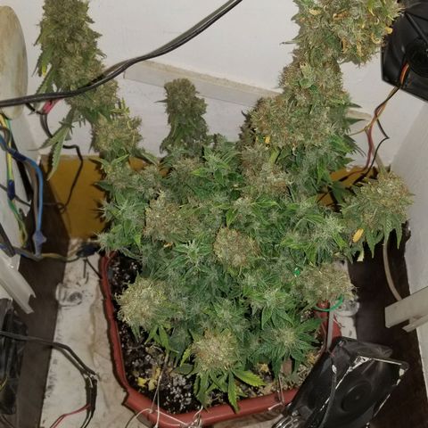 Auto Afghan Kush  growlog timeline photo